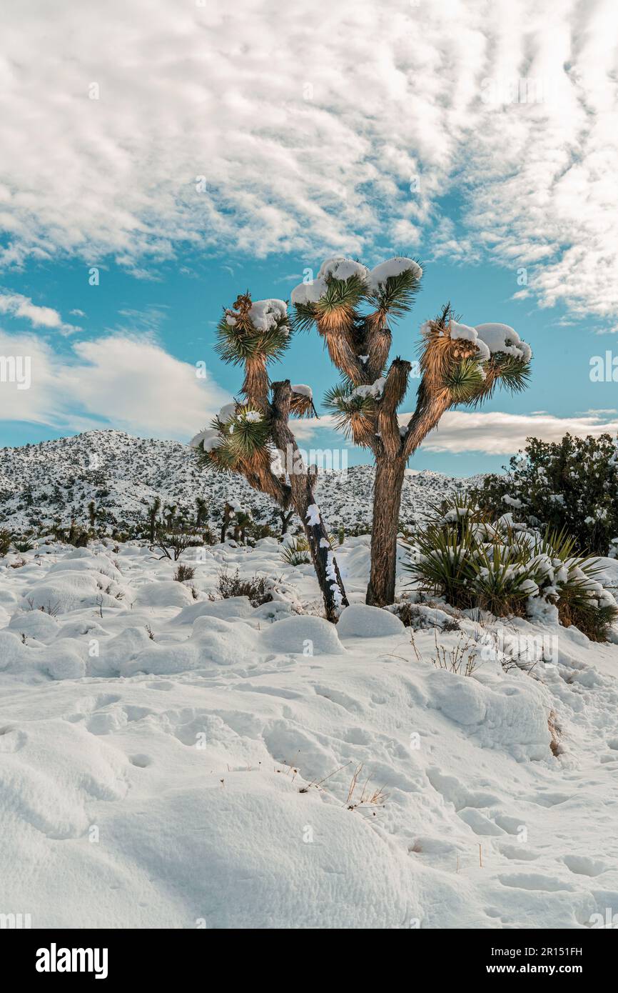 Snow on Joshua Tree and winter landscape in the desert Stock Photo Alamy