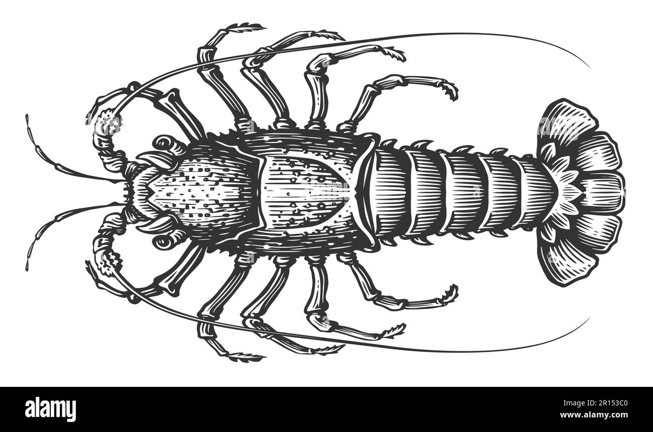 Spiny lobster. Crustacean aquatic animal, crayfish in engraving style. Seafood sketch illustration Stock Photo