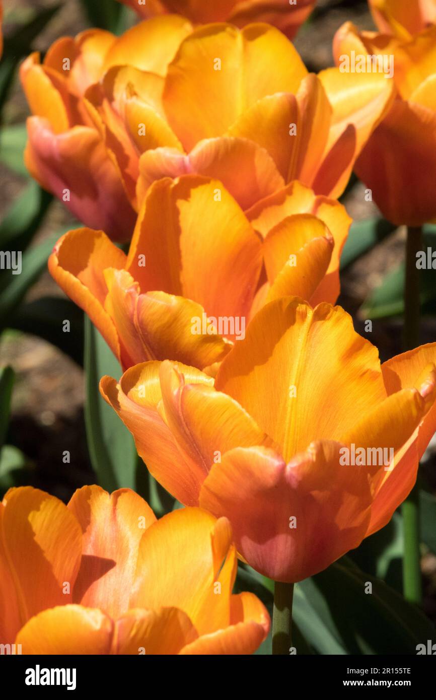 Triumph Tulip, Cup-shaped Tulips, Tulip 'Orange Babies' Stock Photo