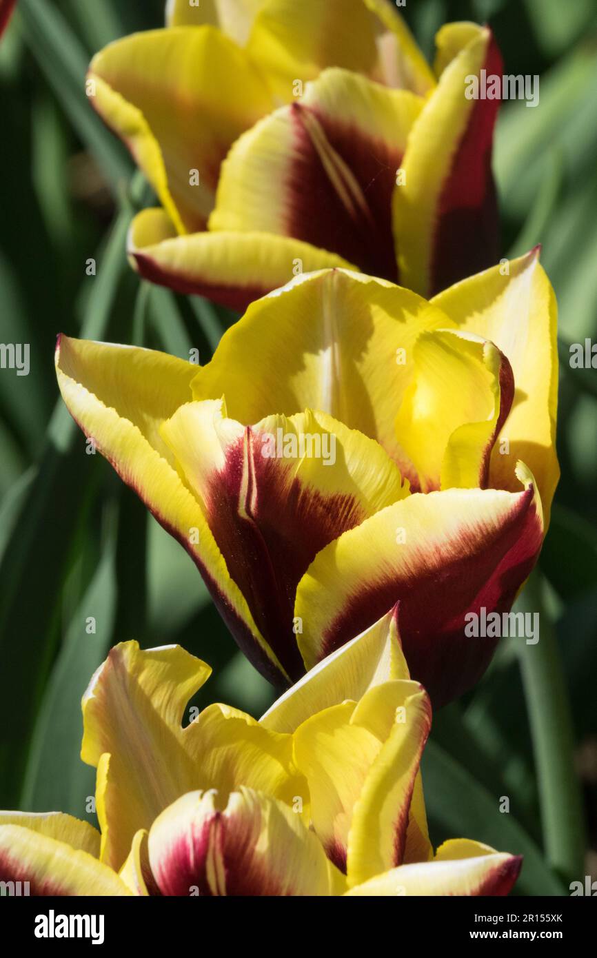 Tulip 'Gavota' Tulipa, Yellow Tulips, Triumph Tulip group Stock Photo