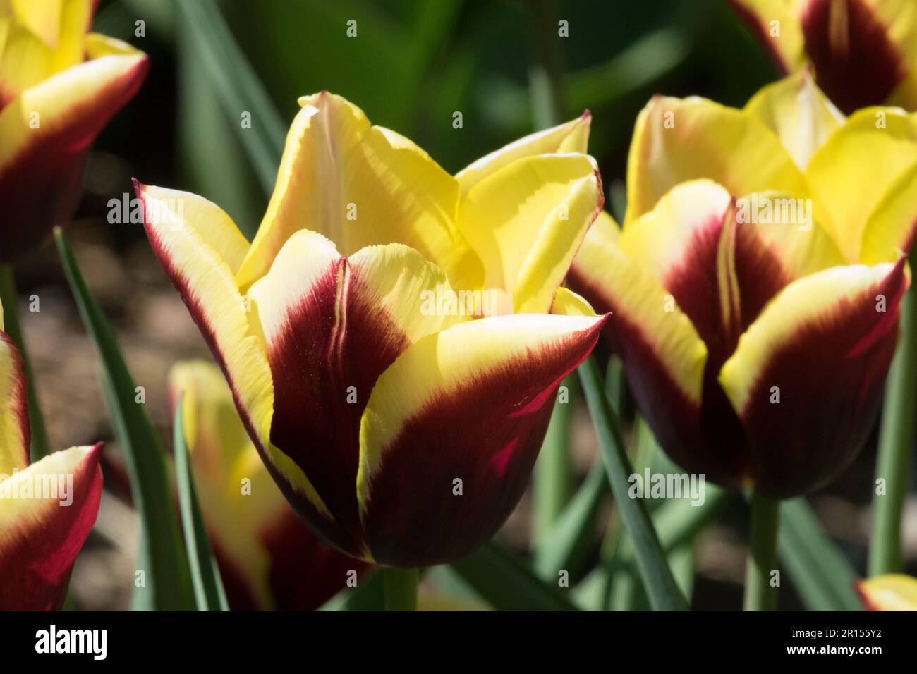 Triumph Tulip, Yellow, Tulipa 'Gavota', Flowers Tulips Stock Photo
