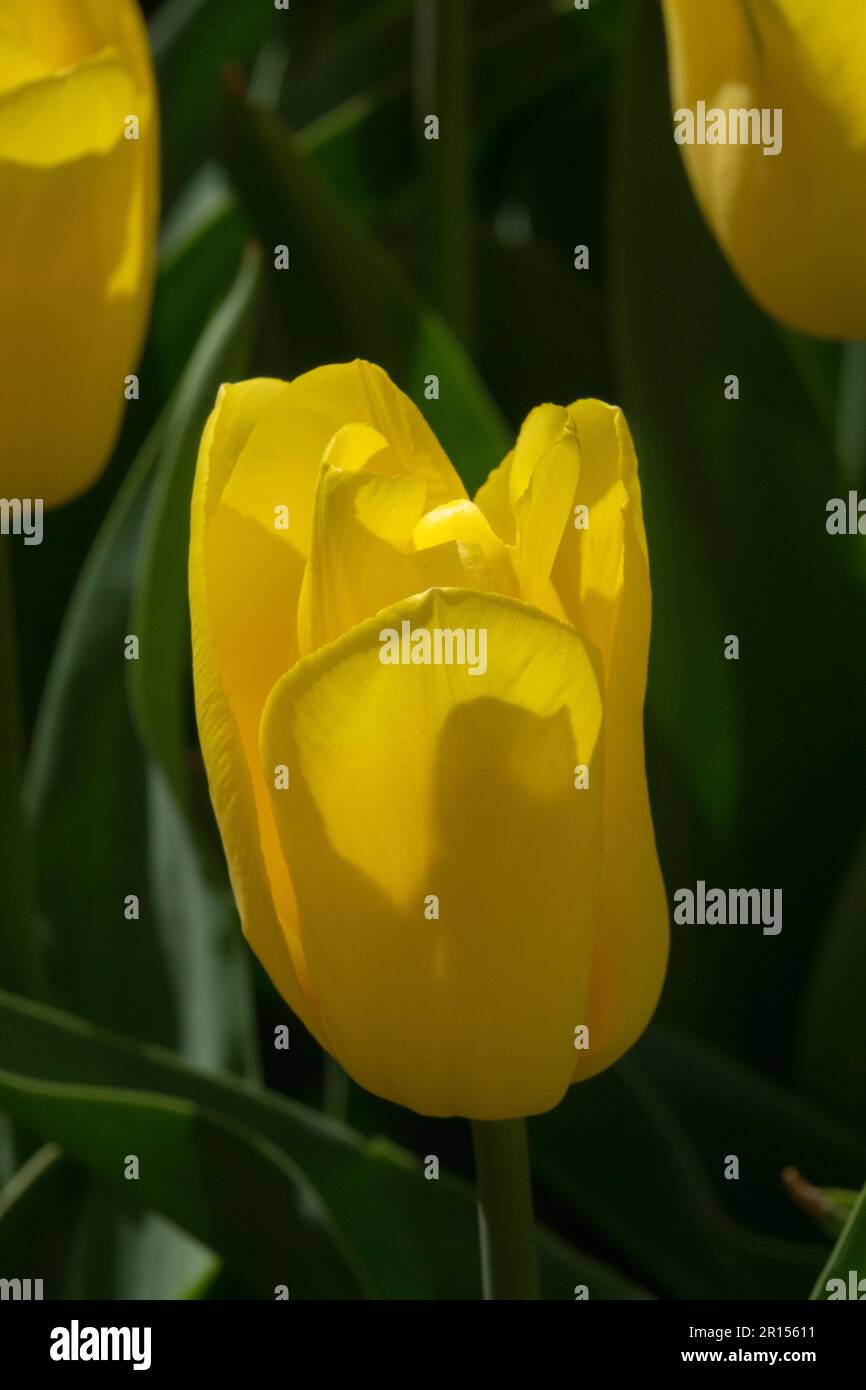 Tulipa 'Strong Gold', Tulip, Yellow, Triumph Tulip Stock Photo