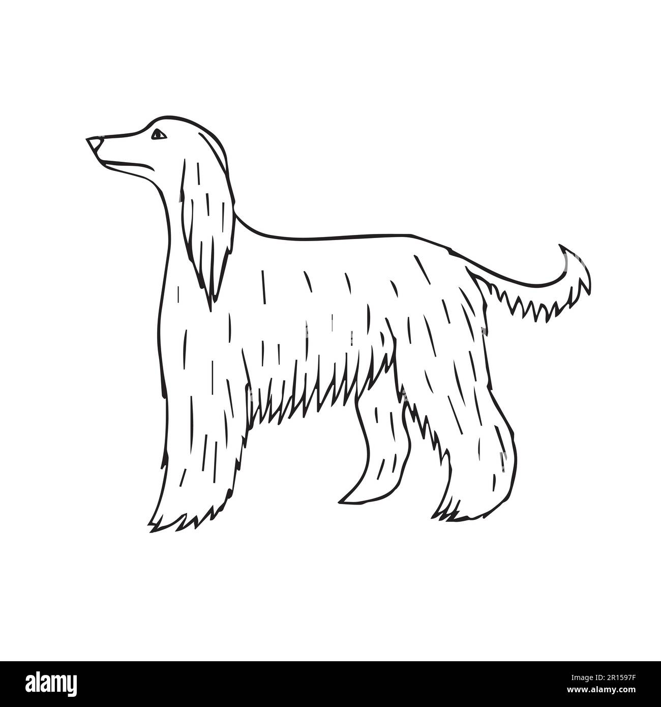 Vector hand drawn doodle sketch Afghan hound dog Stock Vector