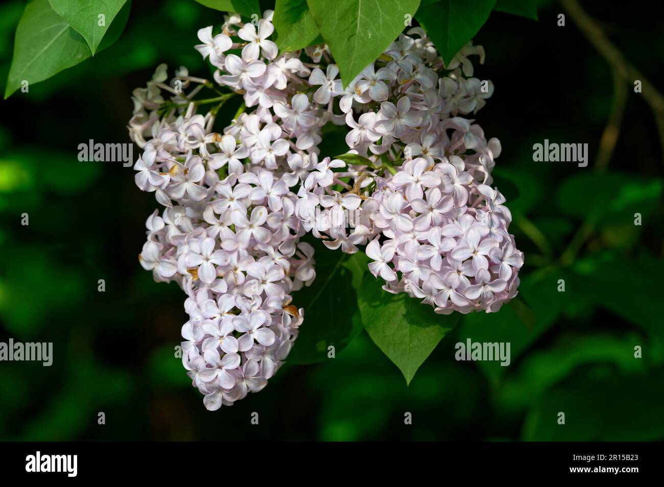 Syringa vulgaris blooming bright lilac flowers against dark blurred background Stock Photo