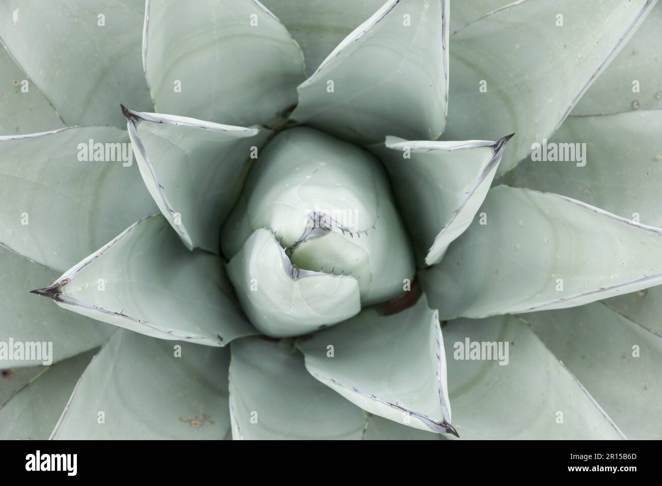 top down view of the center of an agave plant showing spiky leaves radiating from the center Stock Photo