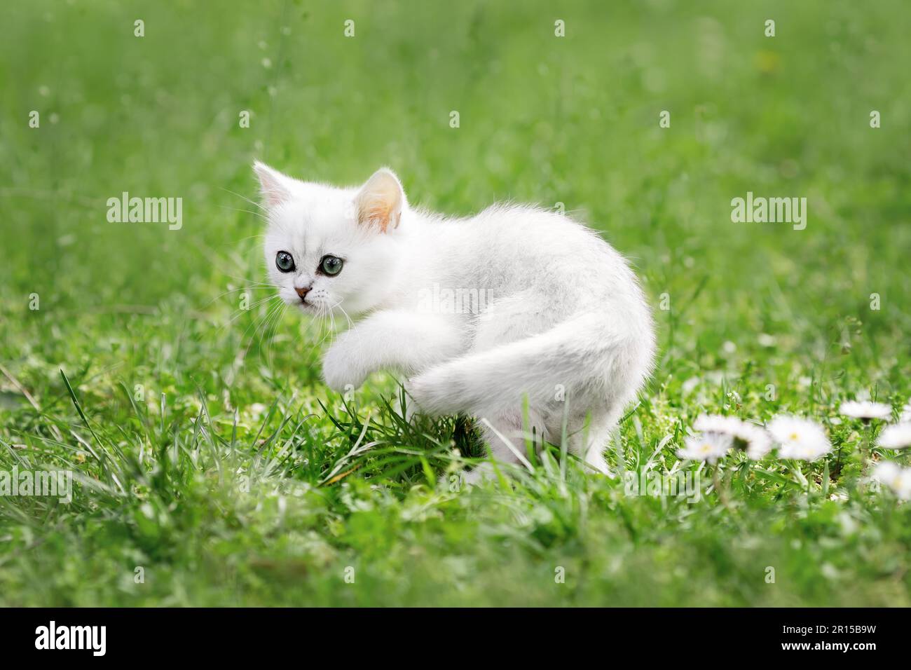 Little white kitten of british cat walking on the grass Stock Photo - Alamy