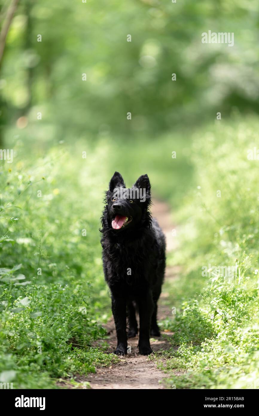 Black mudi dog at nature Stock Photo