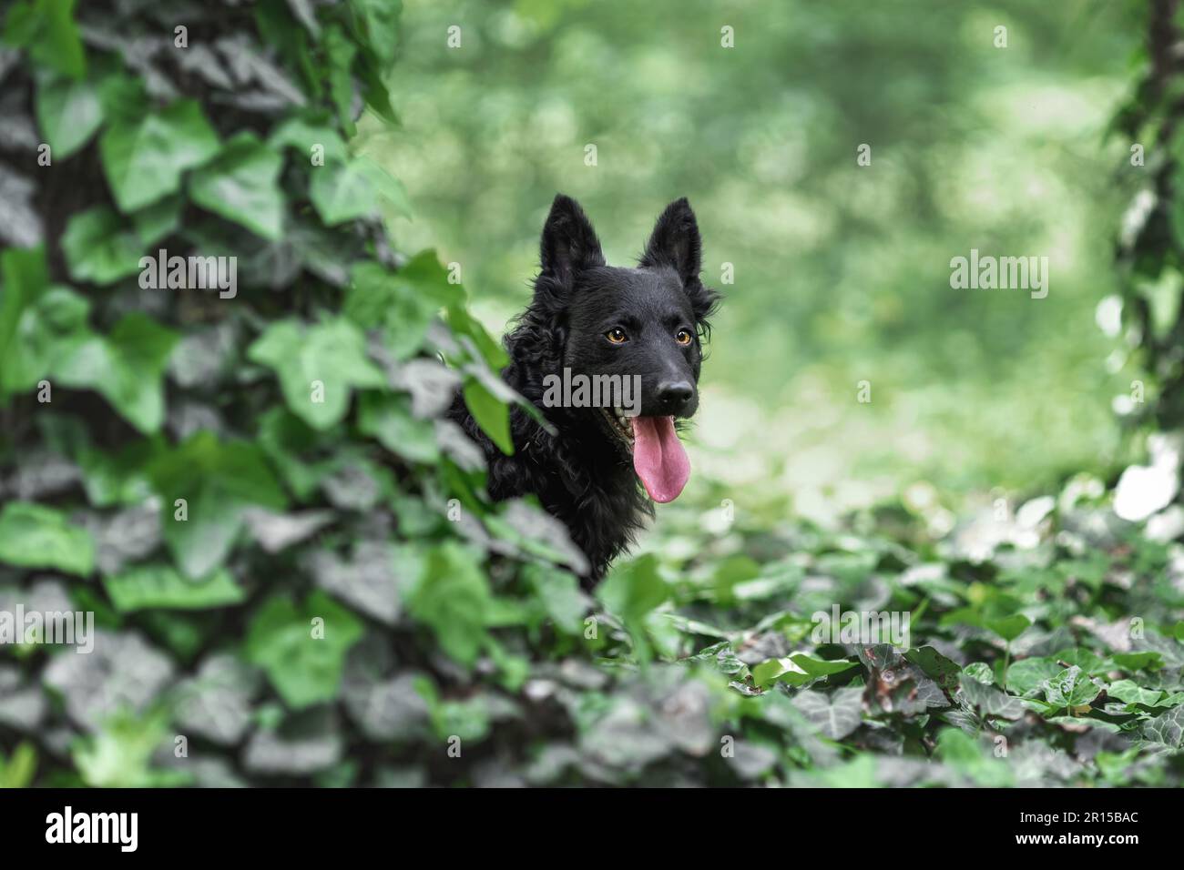 Black mudi dog hiding in forest Stock Photo