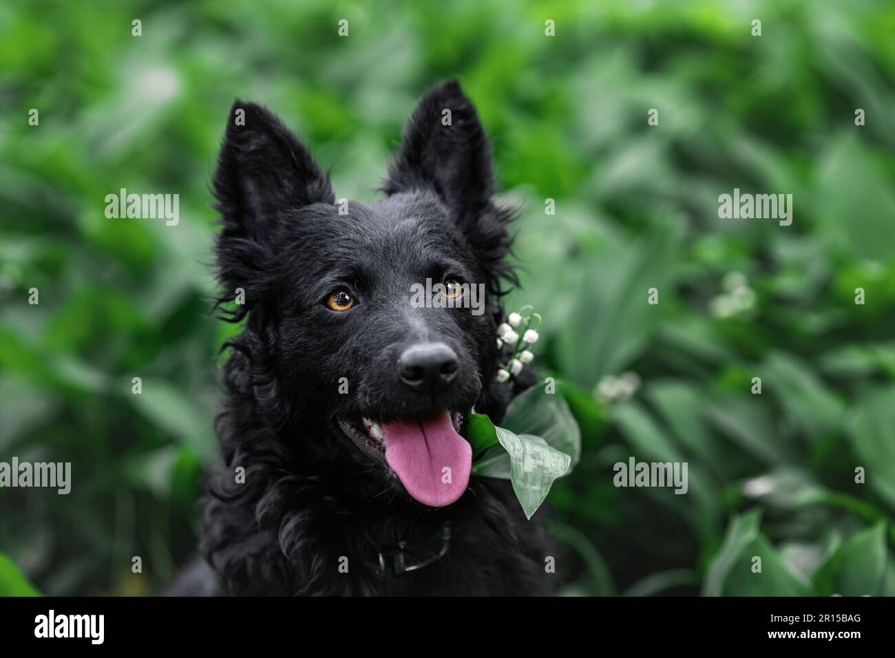 Black mudi dog portrait at nature Stock Photo