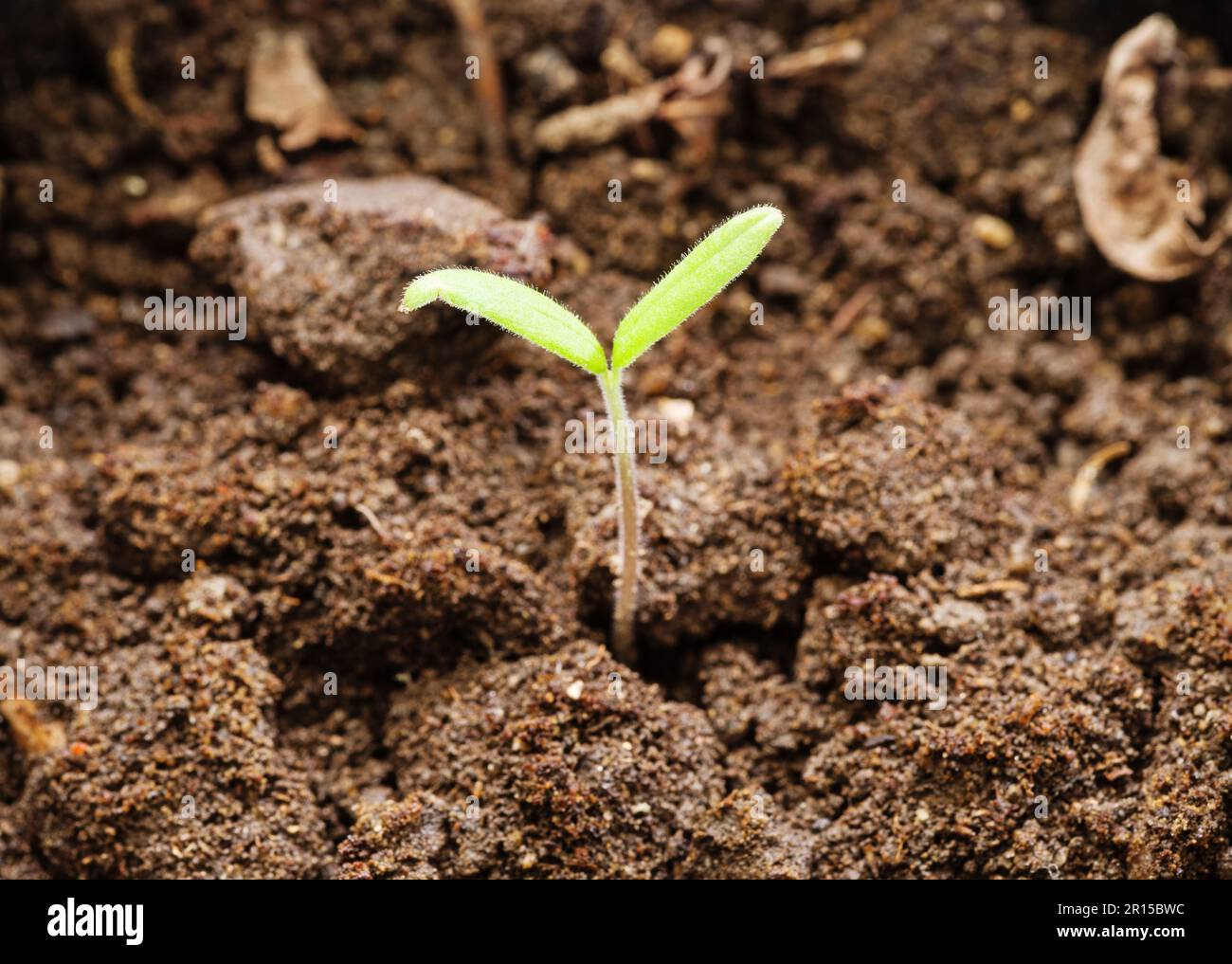 tomato seedling growing up from soil Stock Photo