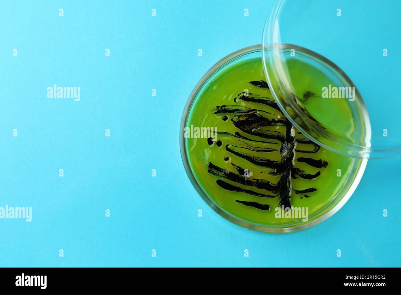 Petri dish with bacteria colony on light blue background, top view ...