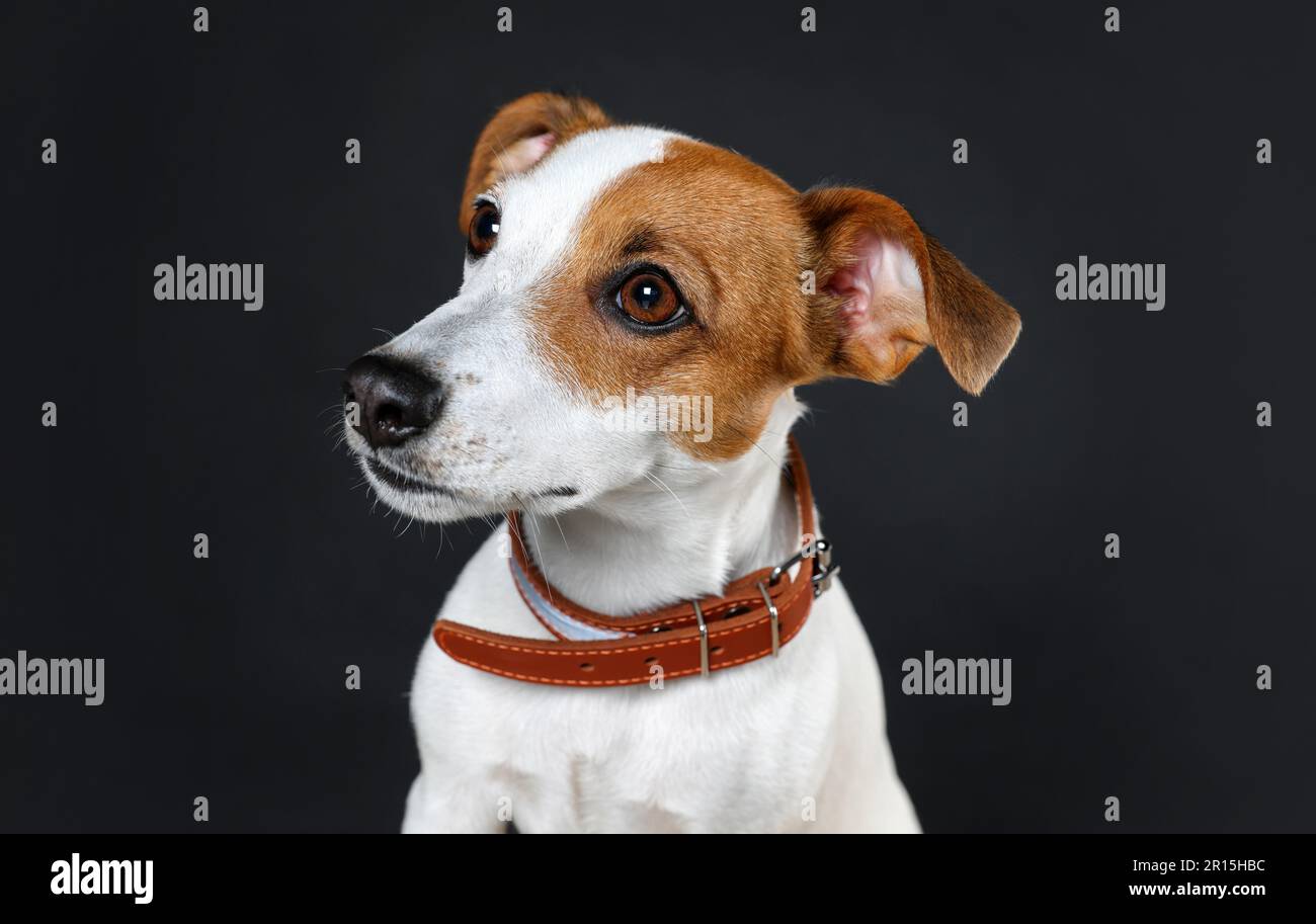 Hbc dog collar sales