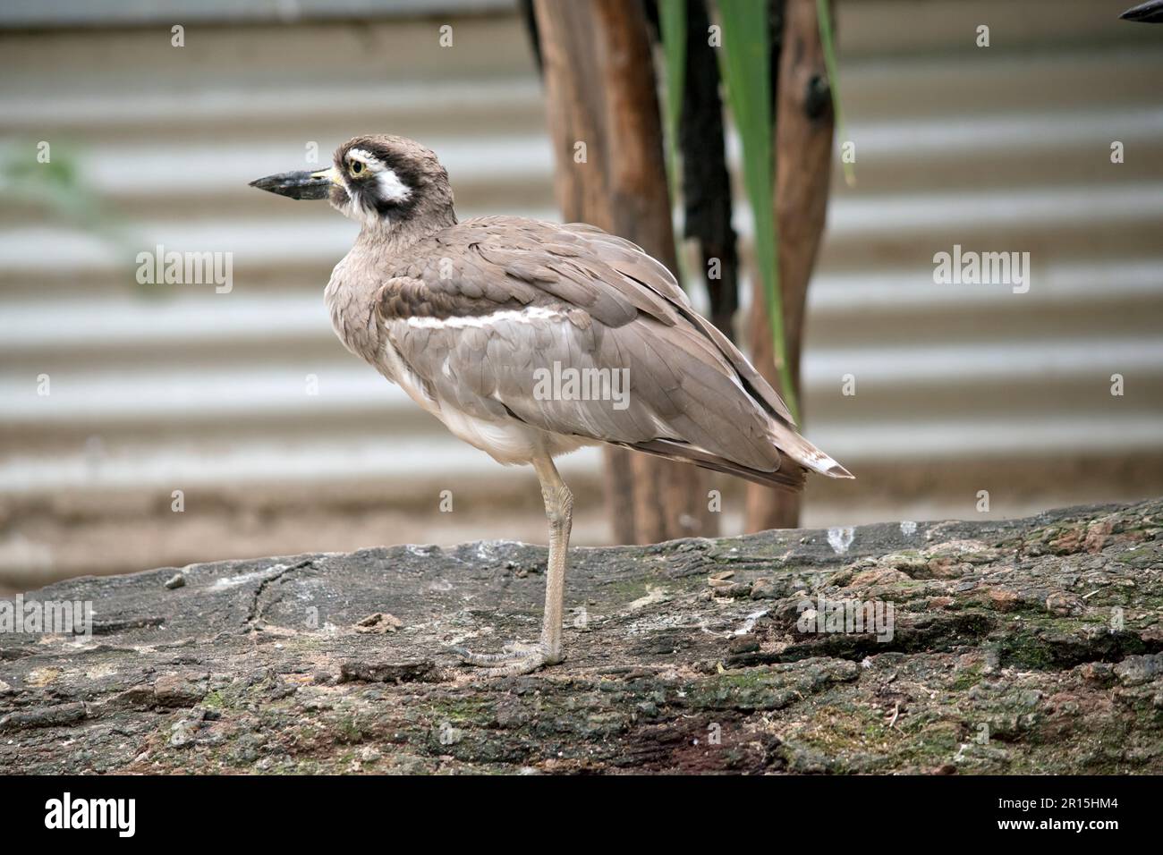 The beach stone curlew is largely grey-brown upperparts with a distinctive black-and-white striped face and shoulder-patch. Stock Photo
