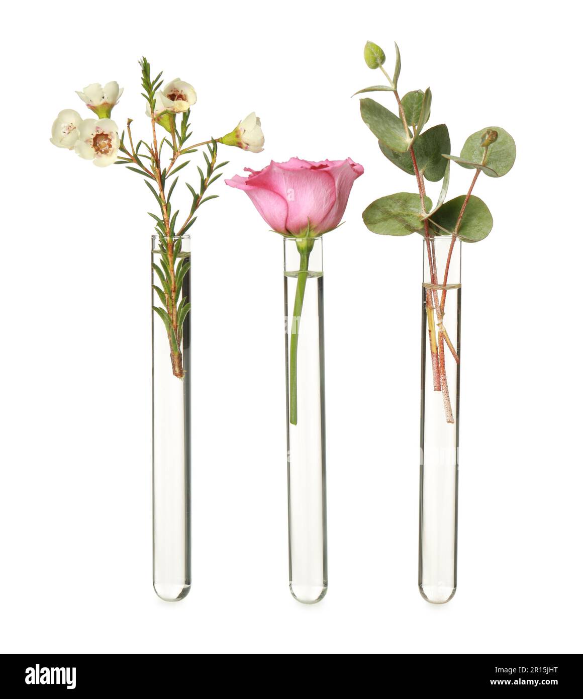 Different plants in test tubes on white background Stock Photo
