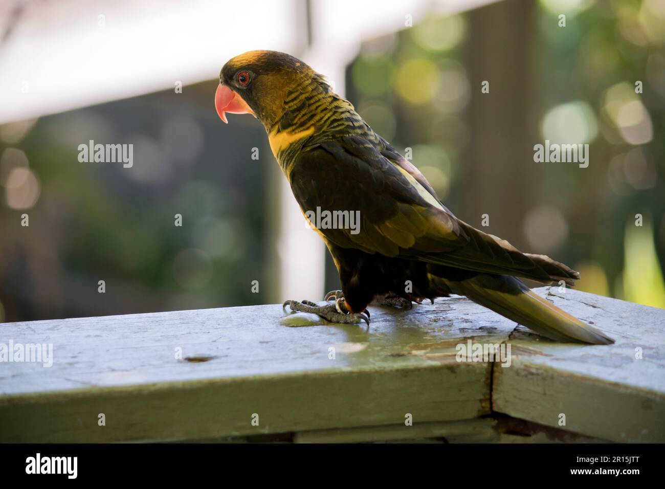 the chatting lory is a black and yellow bird with an orange beak Stock Photo