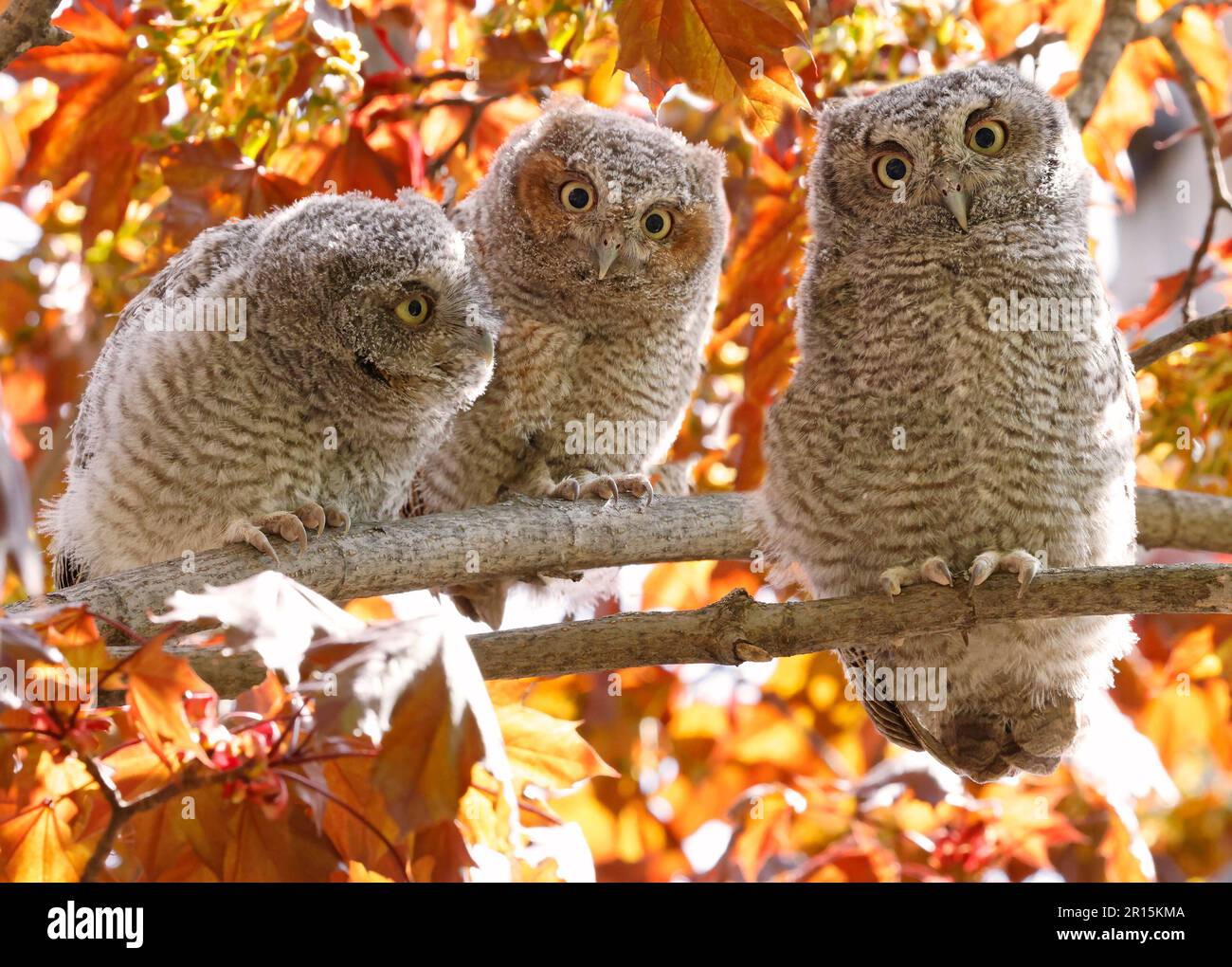 Eastern screech owl babies perched on a tree branch, Quebec, Canada Stock Photo