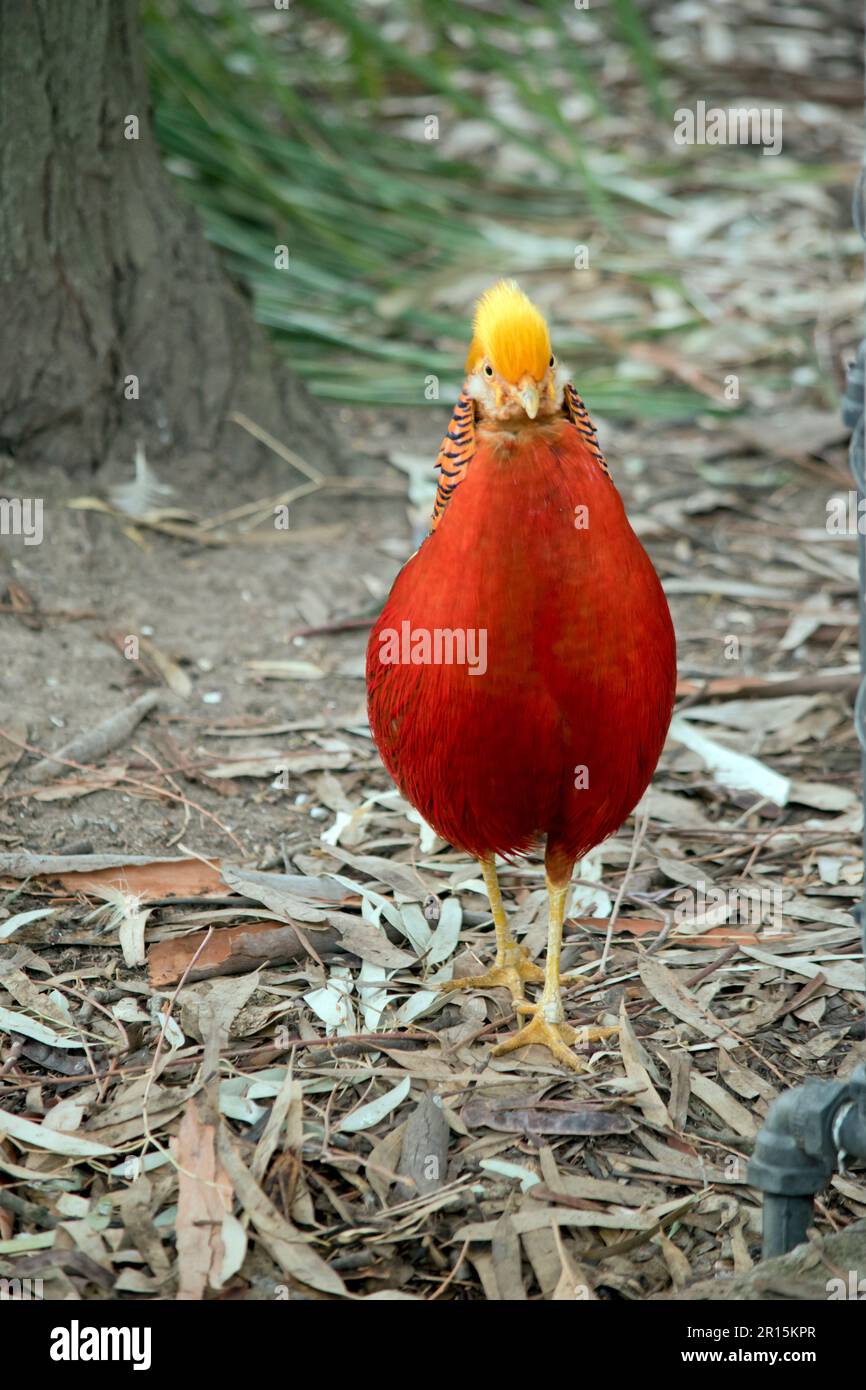 the male golden pheasant is very brightly coloured with a yellow crown