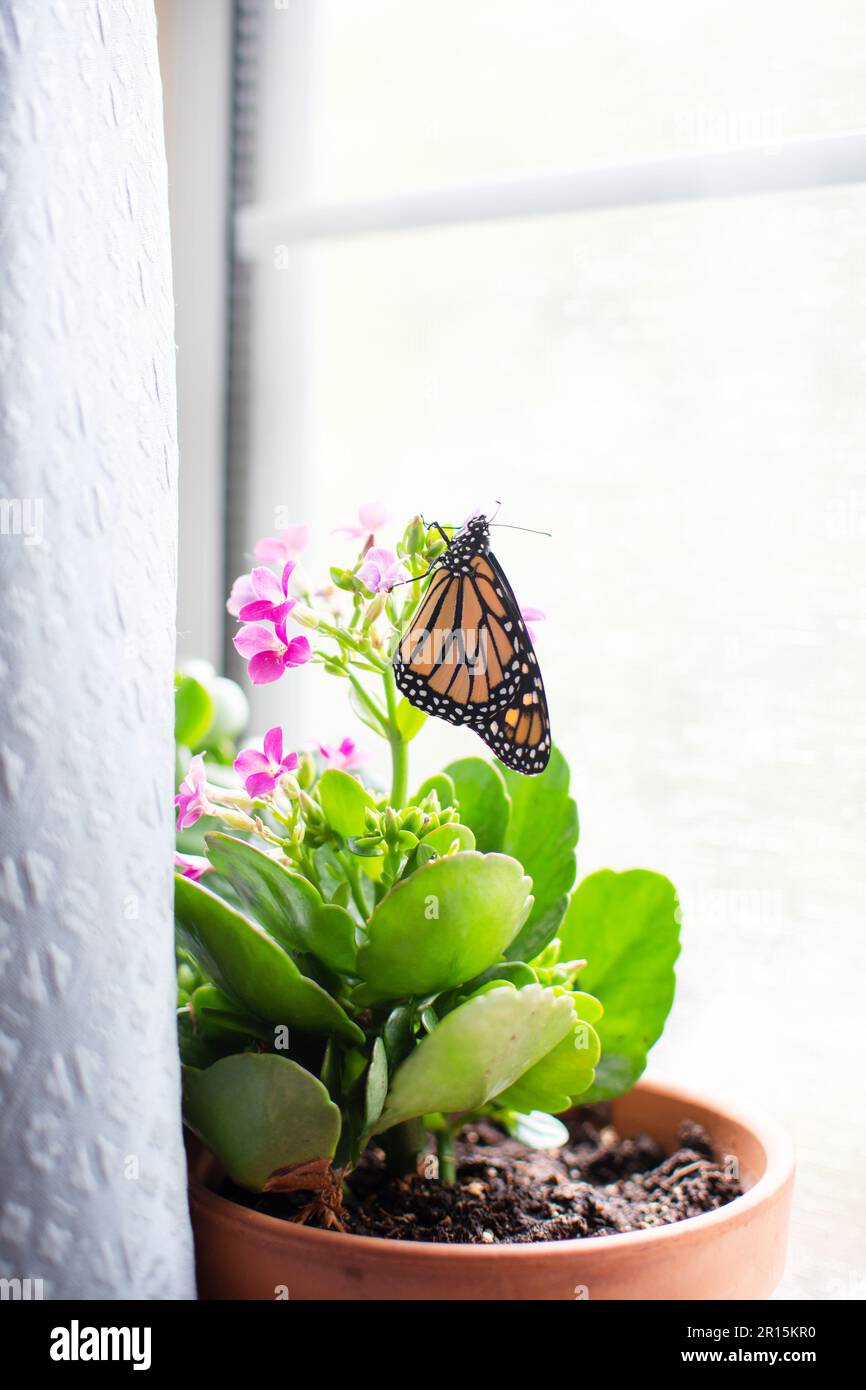 Monarch butterfly sitting on a plant Stock Photo