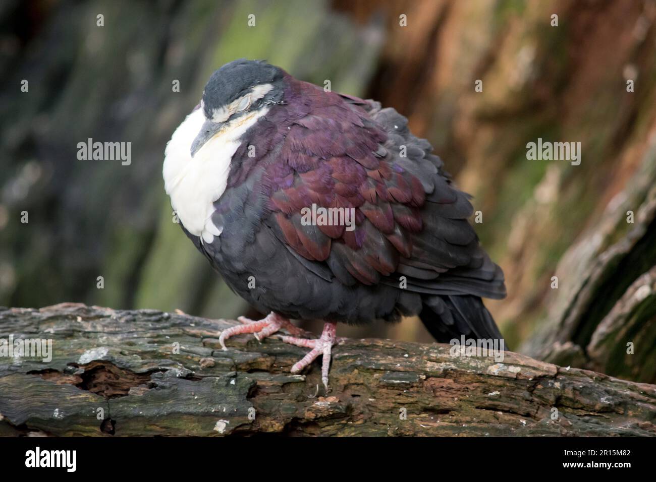 New Guinea ground dove, white, white chest, maroon, black, metallic, white face, bird, animal, wildlife, grey beak, pigeon, Stock Photo