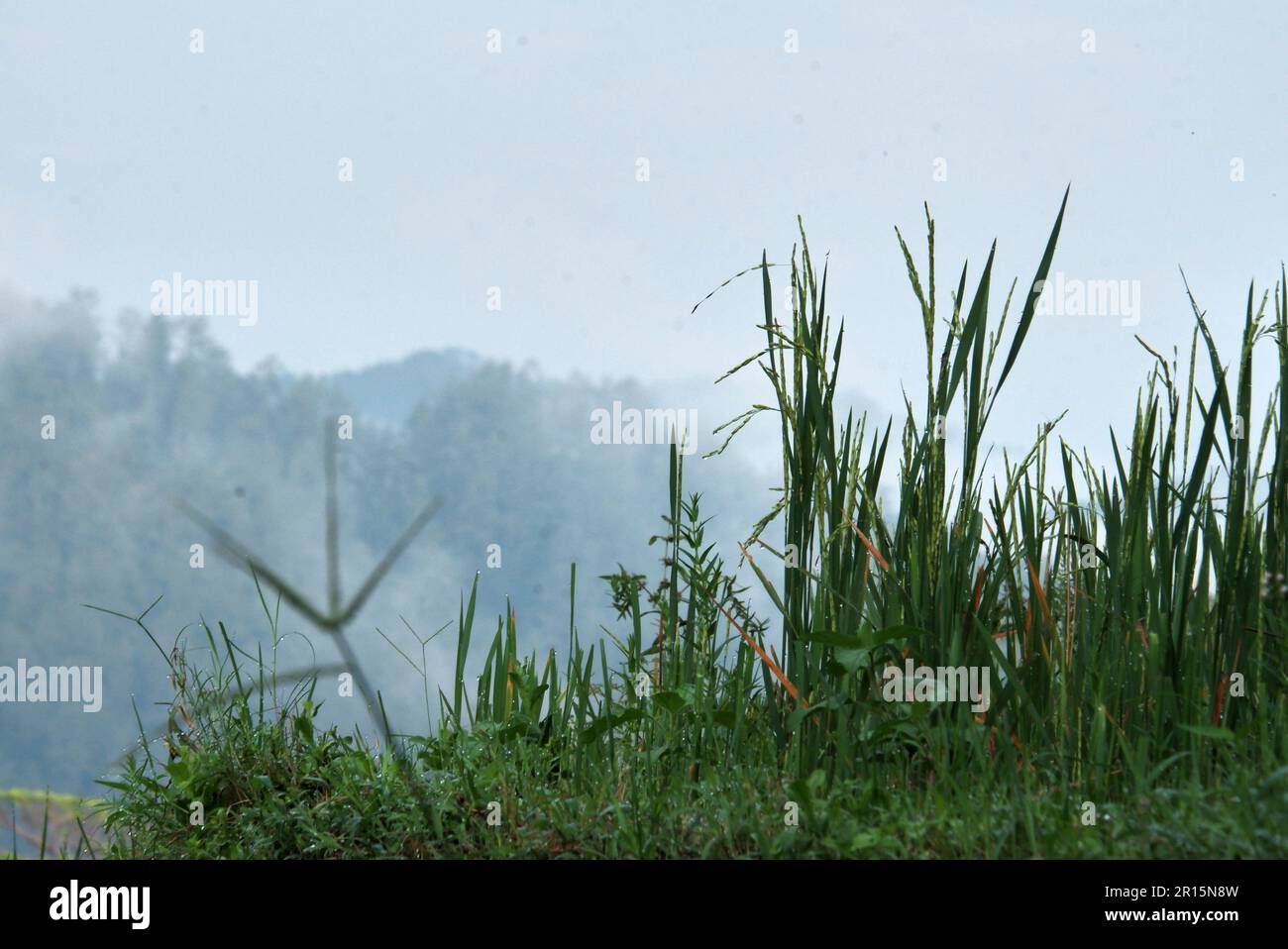 Southeast asian plants hi-res stock photography and images - Alamy