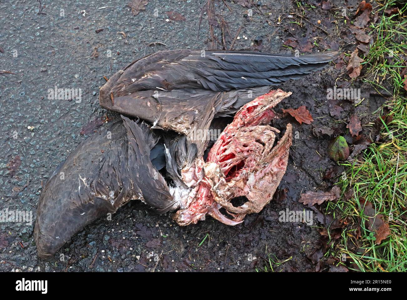 Dead bird remains, attacked by bird of prey, Cheshire, England, UK, WA4 Stock Photo