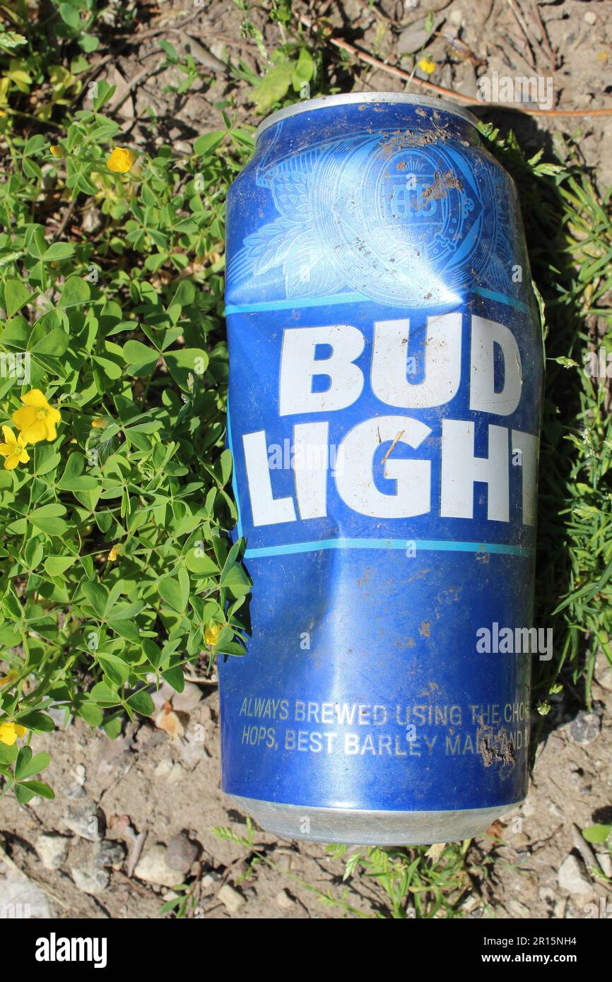 Dented and discarded empty Bud Light Beer can on the ground with yellow flowers at Camp Ground Road Woods in Des Plaines, Illinois Stock Photo