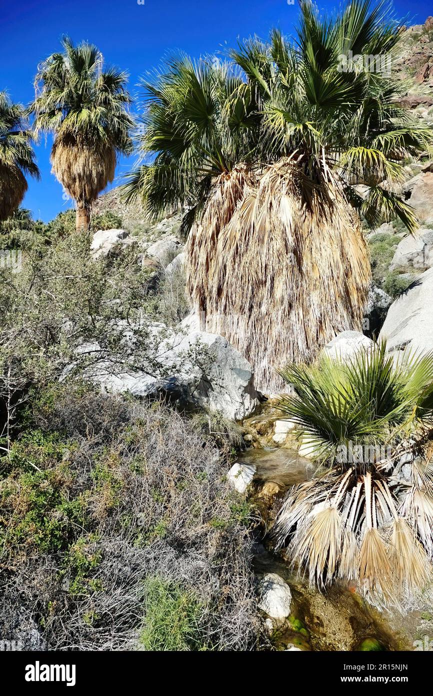 Huge palm trees in an oasis along the Hellhole Canyon Trail, Borrego Springs, Anza-Borrego Desert State Park, California, USA Stock Photo