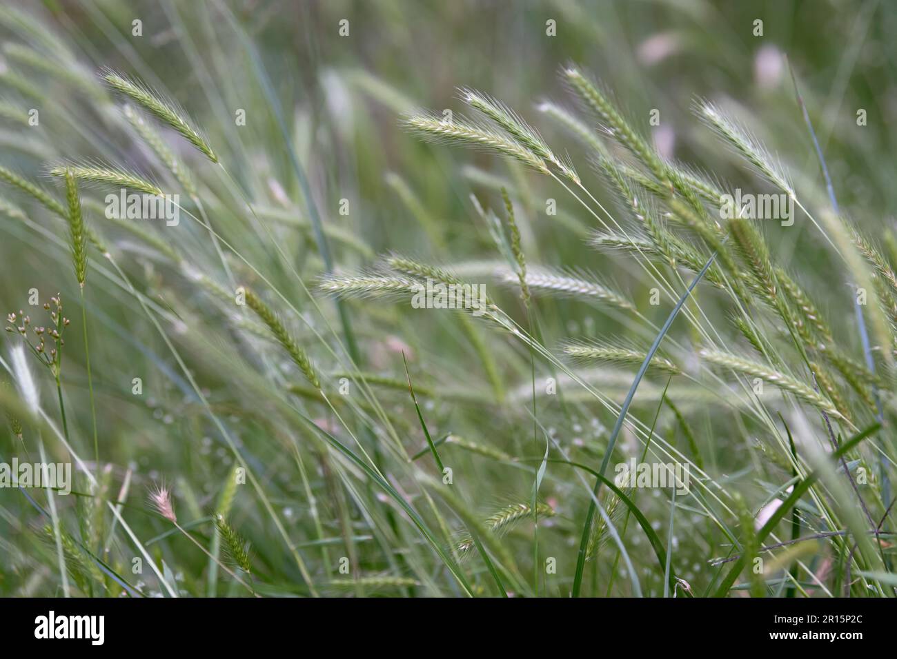 Little barley, Hordeum pusillum, was cultivated by Native Americans in North America. Stock Photo