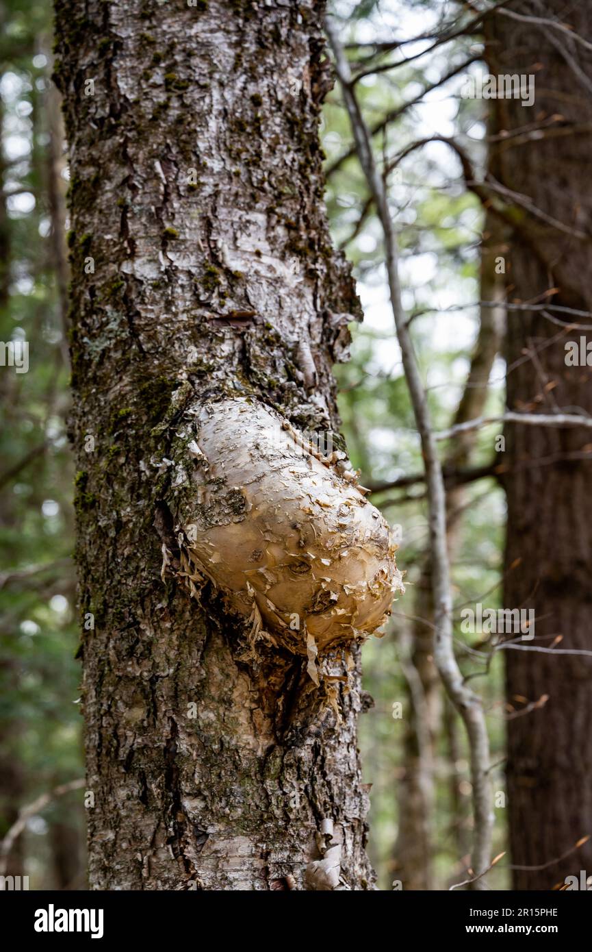 A large burl on a birch tree in the Adirondack Mountains, NY USA Stock Photo
