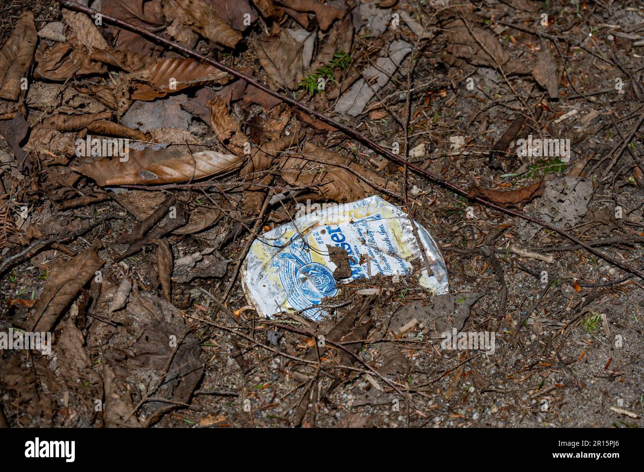 A crushed Budweiser beer can thrown in the leaves in the Adirondack Mountains, NY USA Stock Photo
