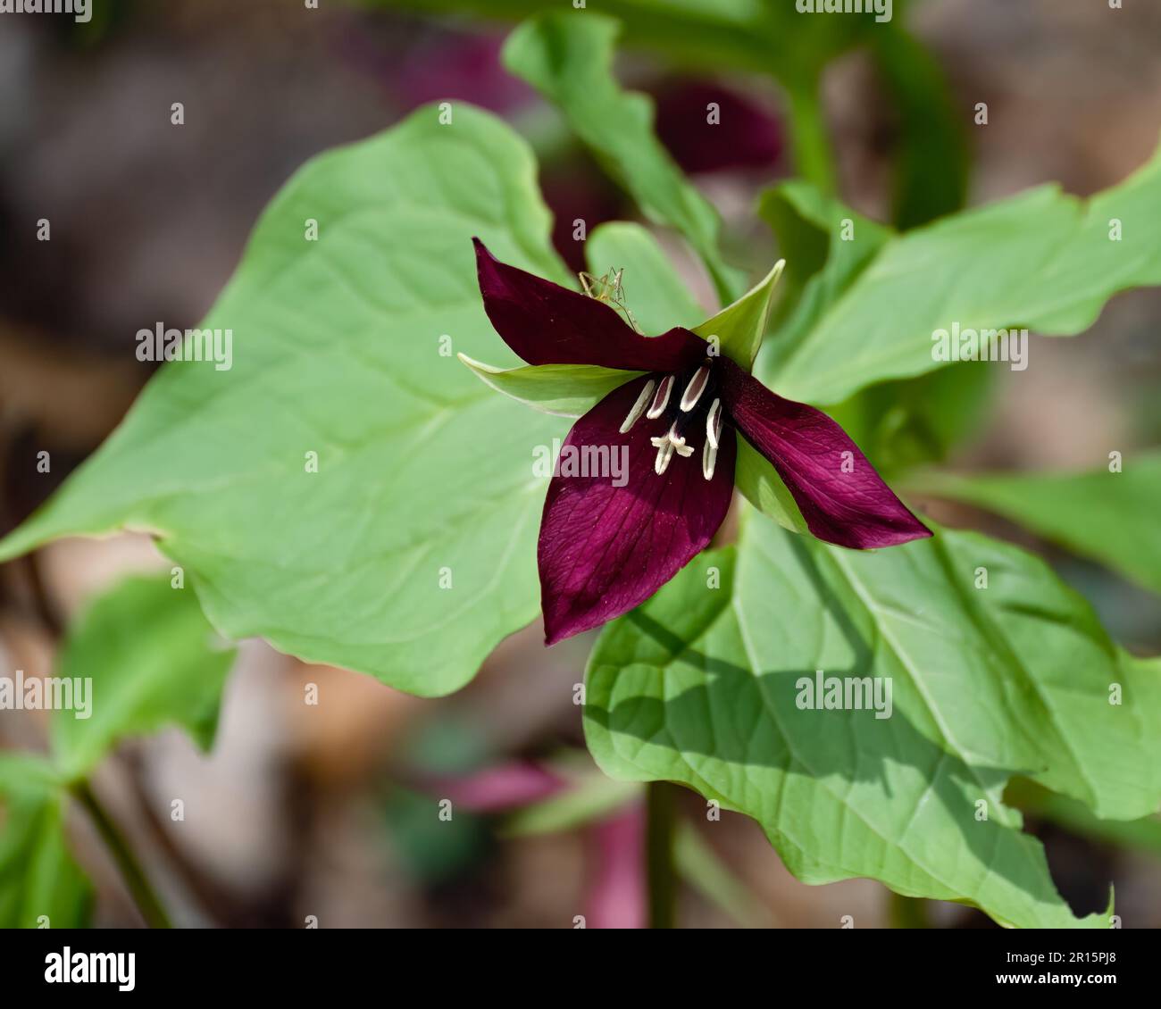 A red trillium, Trillium erectum, growing in the wild Adirondack Mountains, NY USA forest with a stick insect on one of the petals. Stock Photo