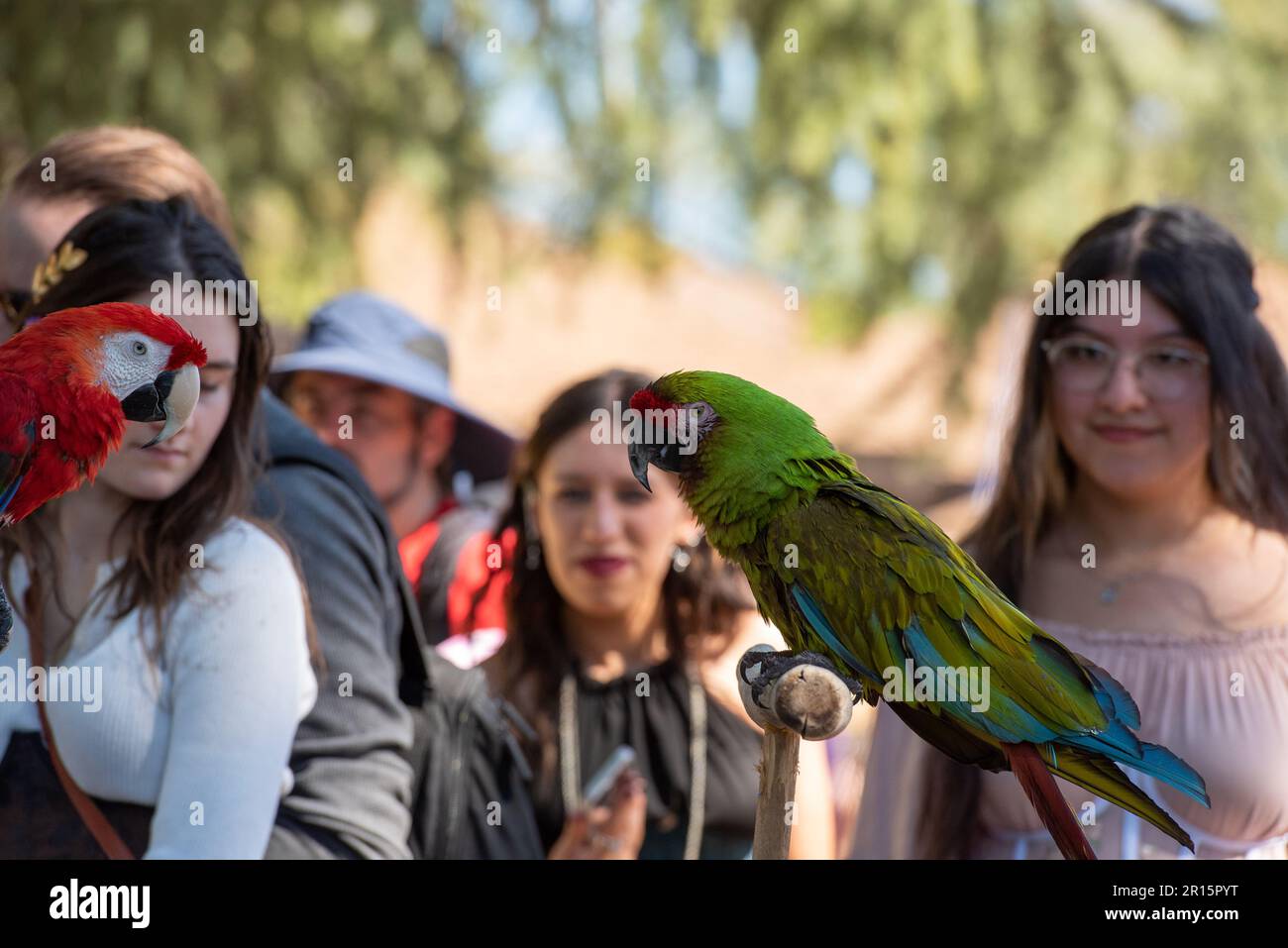 Folsom, CA, September 24, 2022. Red and green macaws and the public at the Folsom Renaissance Faire. A Stock Photo