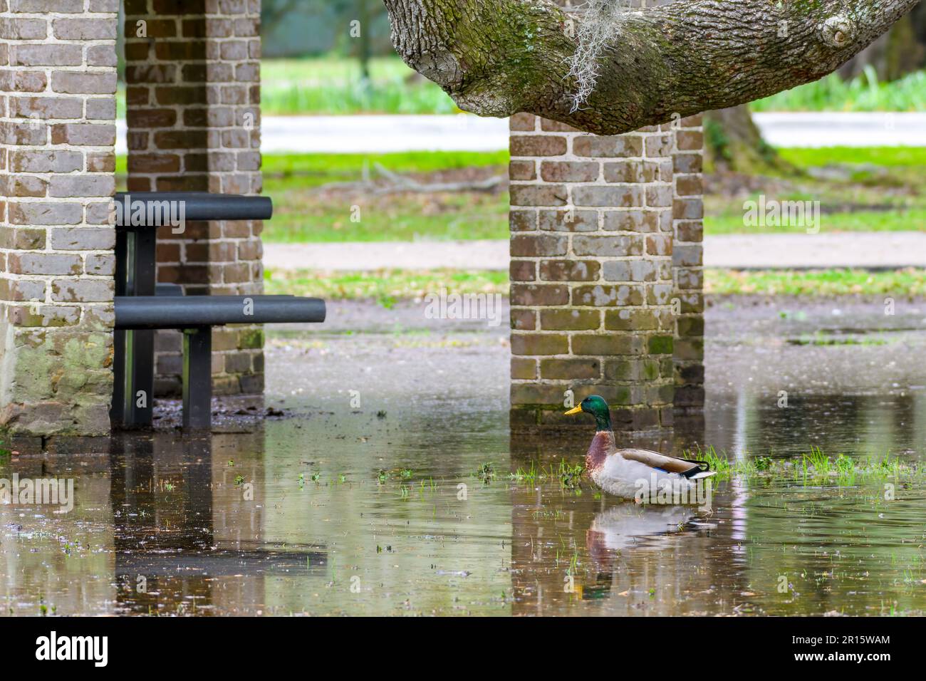 Male mallard duck stands near a shelter in the flooded Audubon Park at