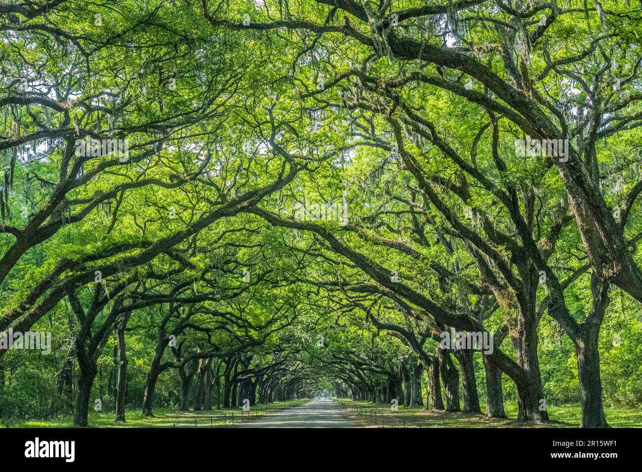 Live oak tree covered lane at the Wormsloe Plantation in Savannah, Georgia. (USA) Stock Photo