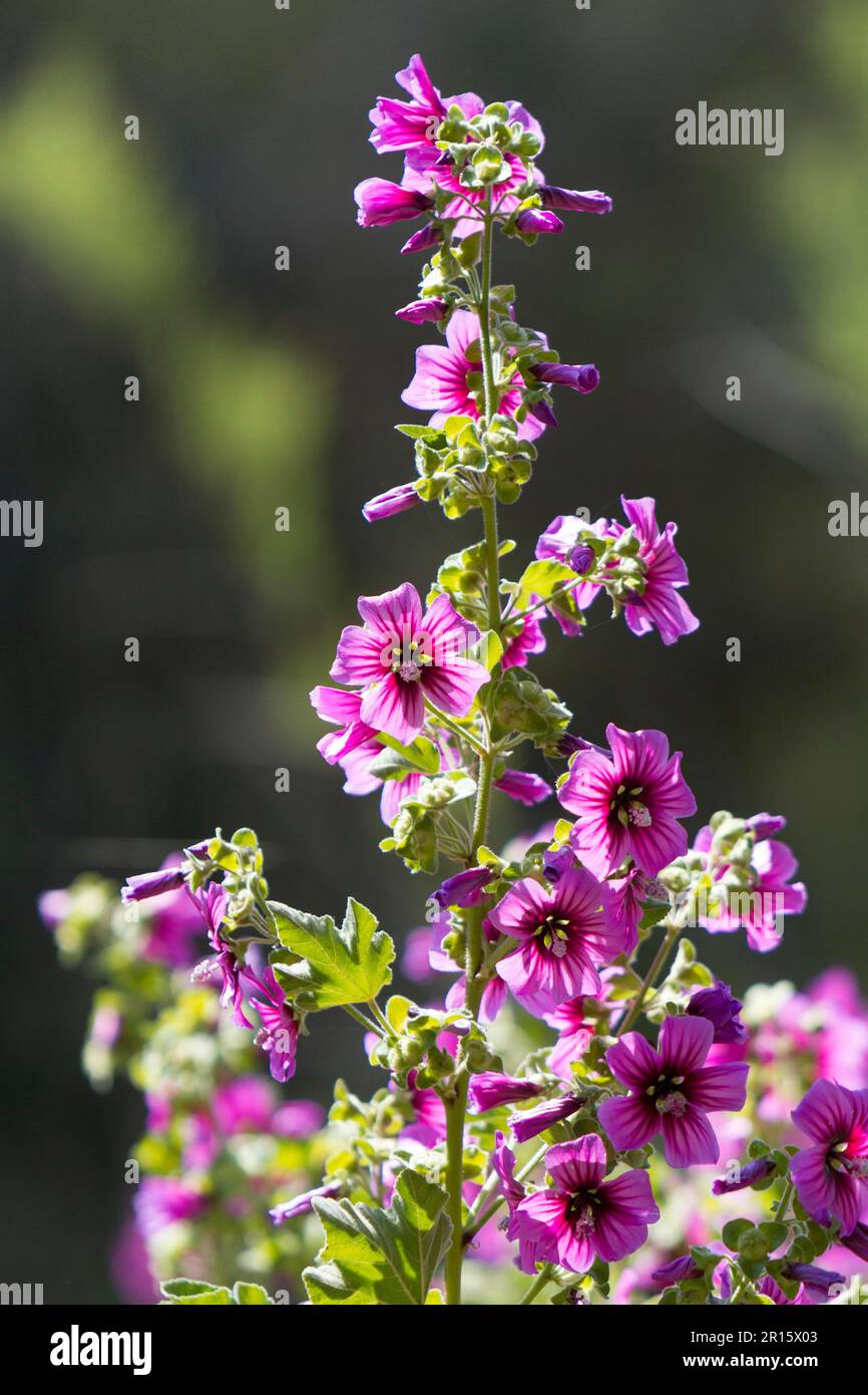 Wild mallow Stock Photo