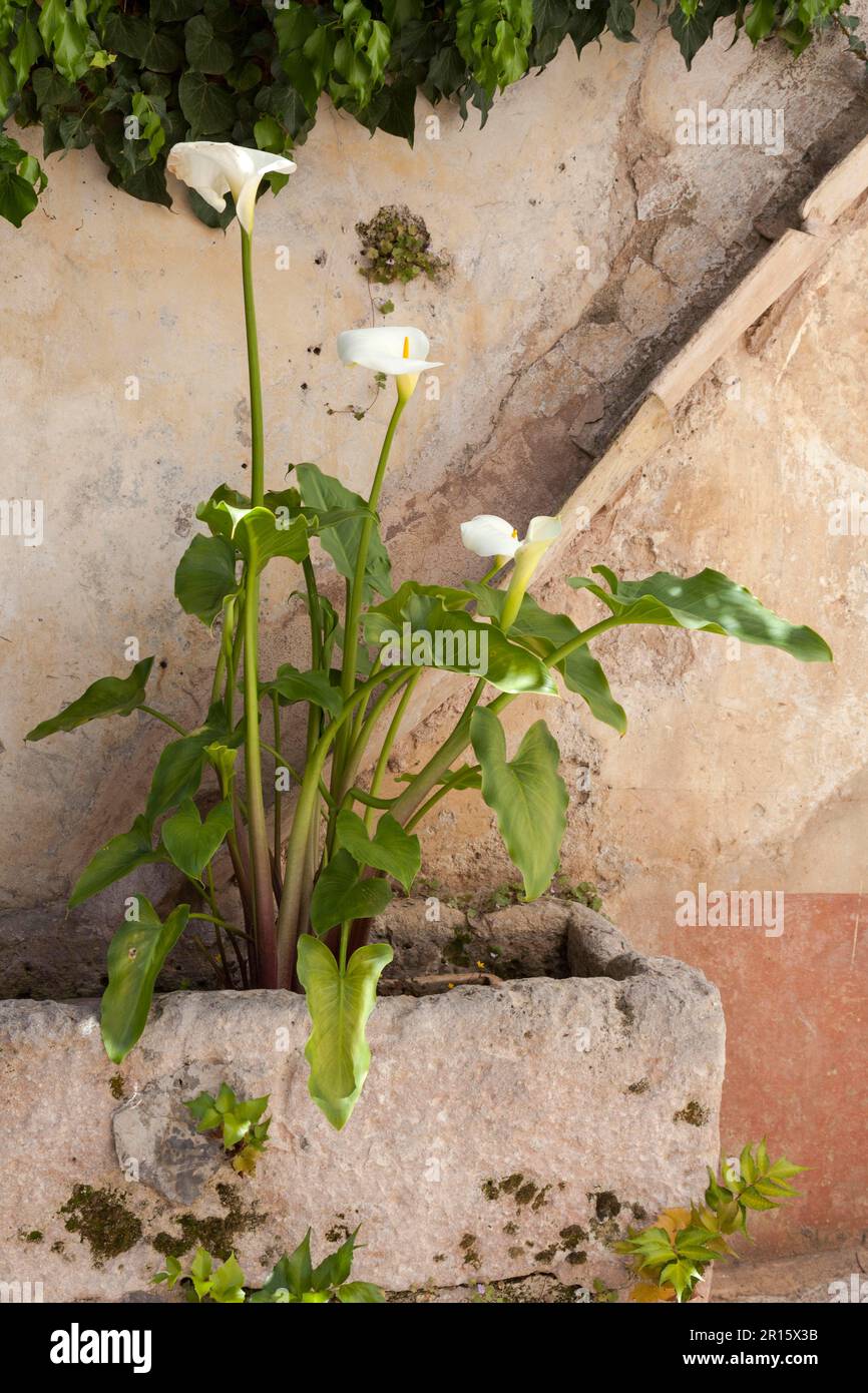 Common Calla (Zantedeschia aethiopica Stock Photo - Alamy