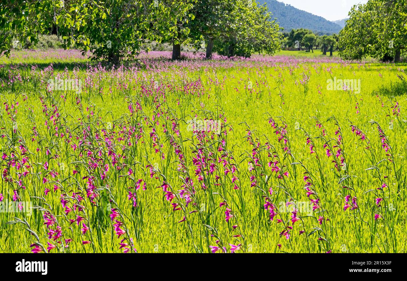 Meadow with Wild Gladioli Stock Photo