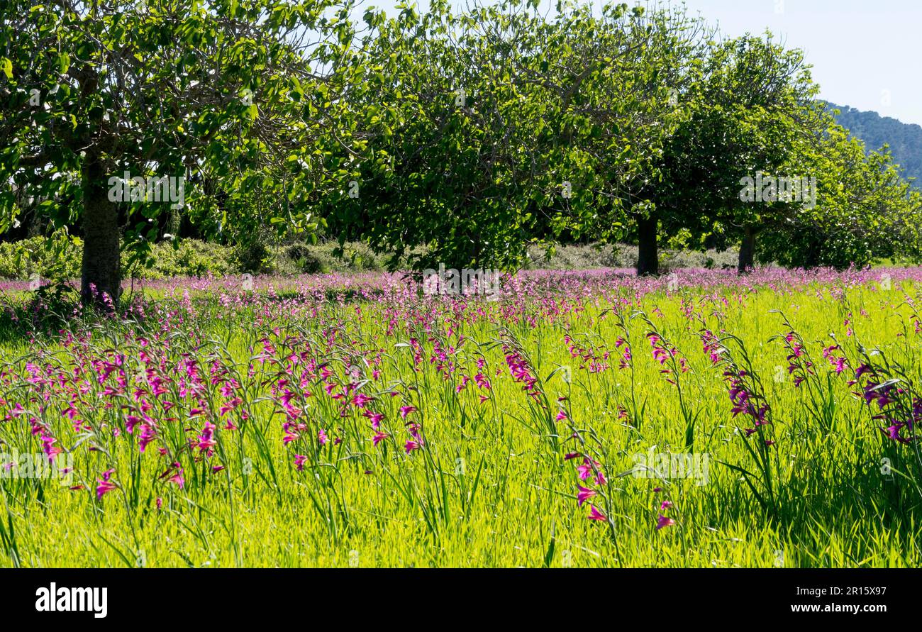 Meadow with Wild Gladioli Stock Photo