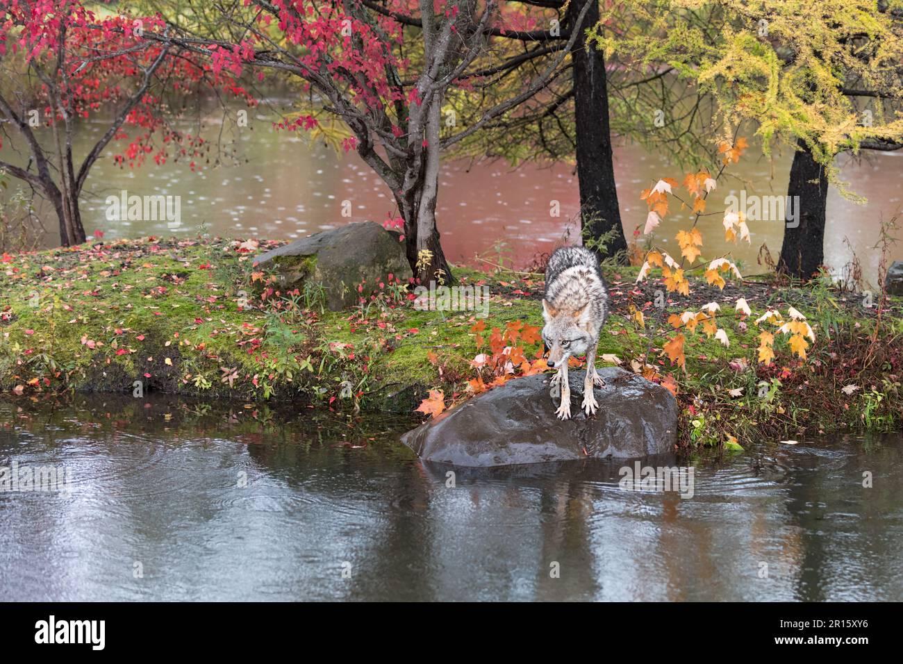 Coyote (Canis latrans) Head Bowed Standing on Island Rock Autumn - captive animal Stock Photo