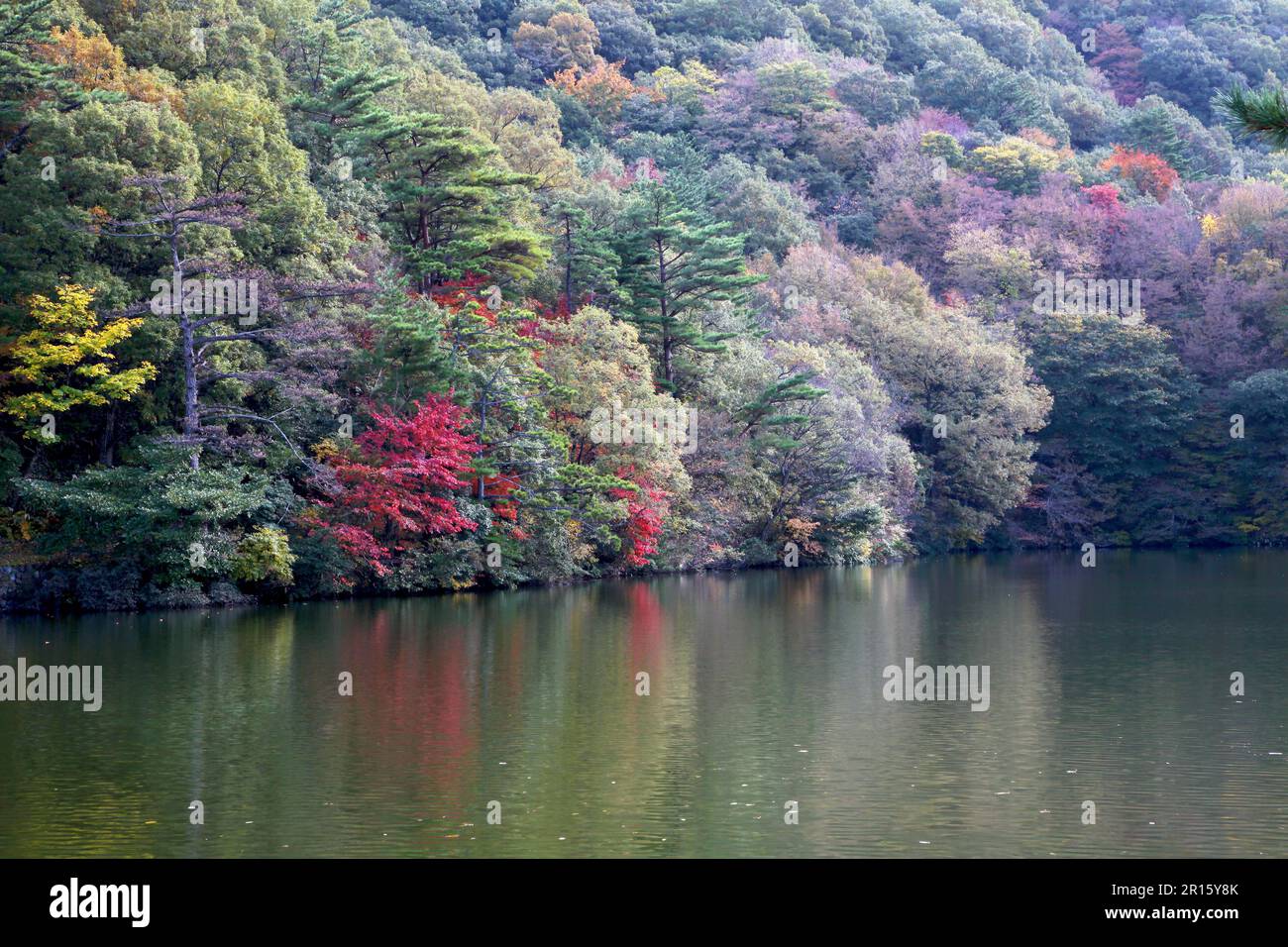 Ohno pond hi-res stock photography and images - Alamy