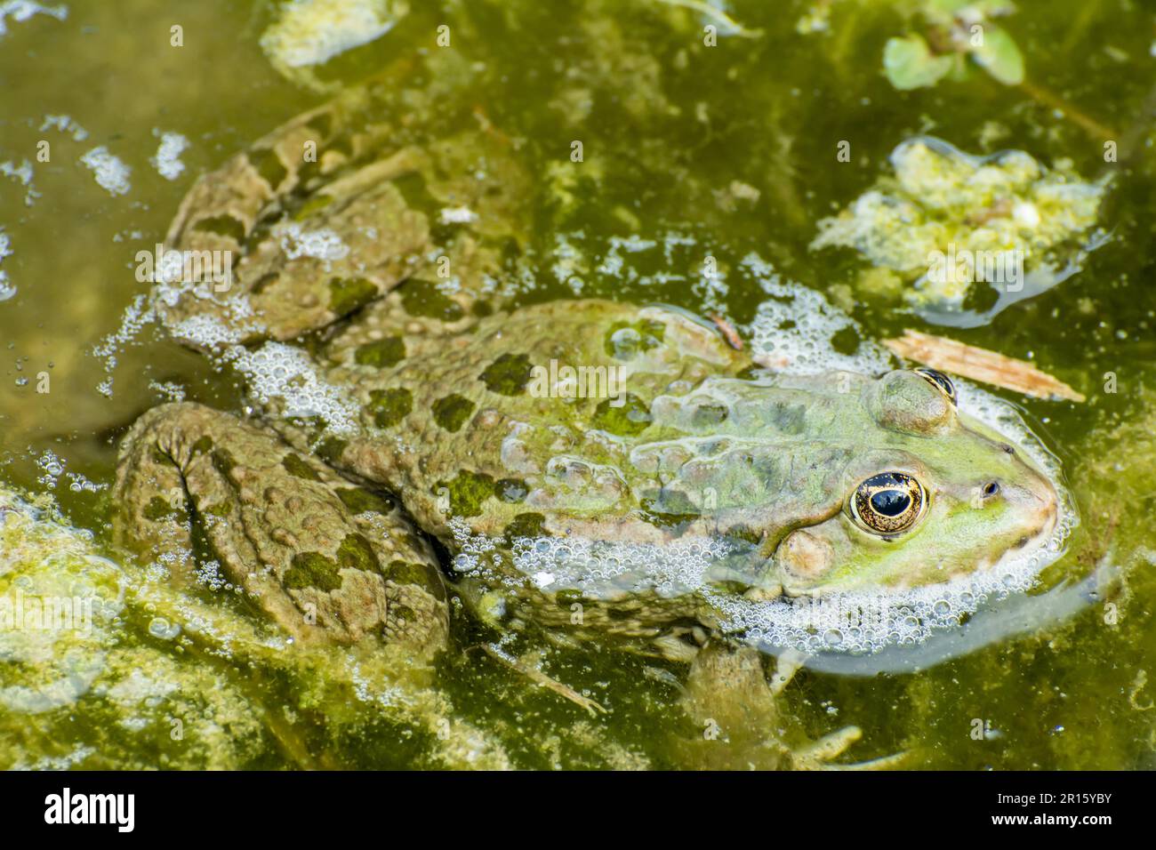 Green frog in a pool full of algae Stock Photo - Alamy