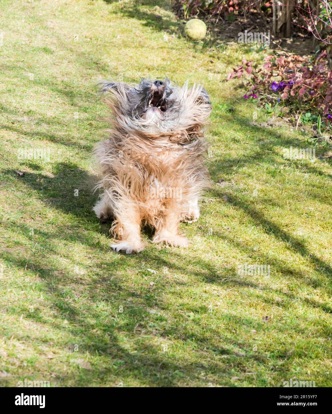 Tibetan terrier dog catching a ball Stock Photo