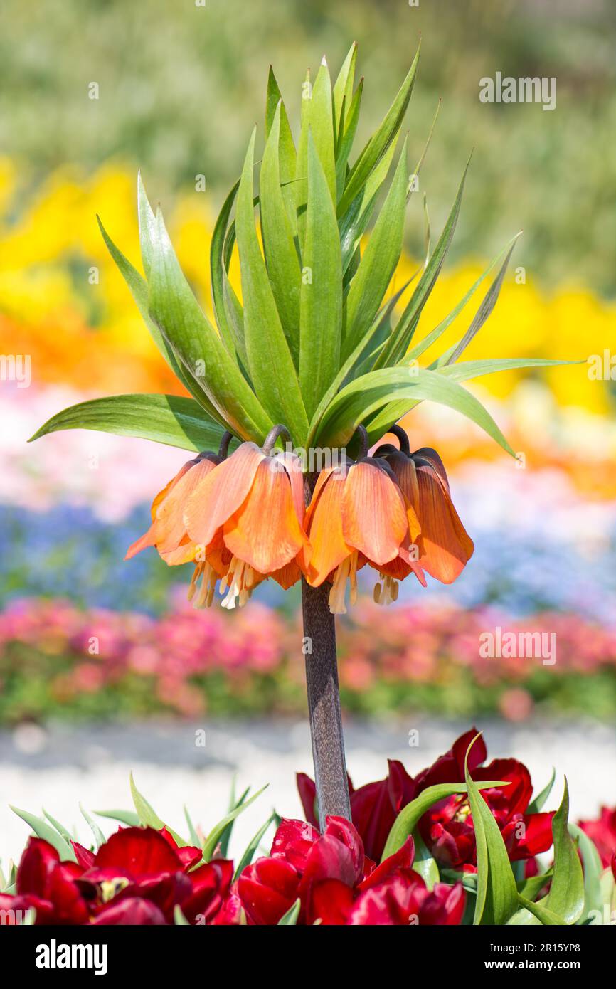 Gorgeous orange flower (fritillaria imperialis) Stock Photo