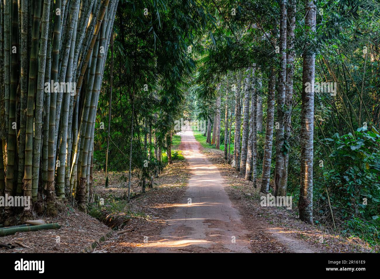 Kisantu botanical gardens, Kisantu, DR Congo Stock Photo Alamy