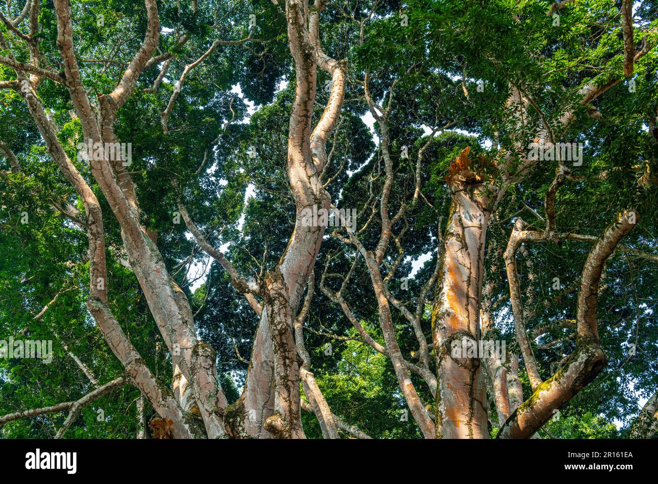 Treetop, Kisantu botanical gardens, Kisantu, DR Congo Stock Photo Alamy