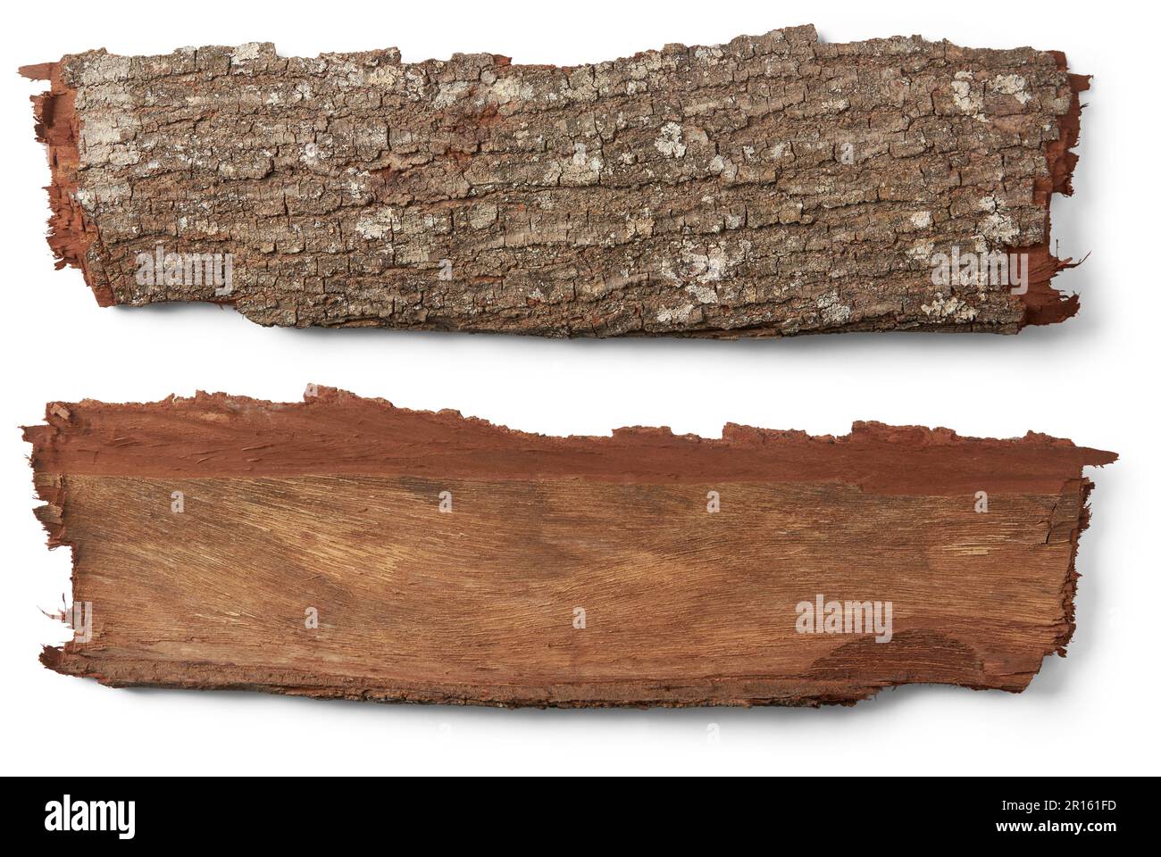 outermost layer of tree trunk, reddish brown hardwood tree bark isolated on white background, both sides of rough, textured bark, natural signpost Stock Photo