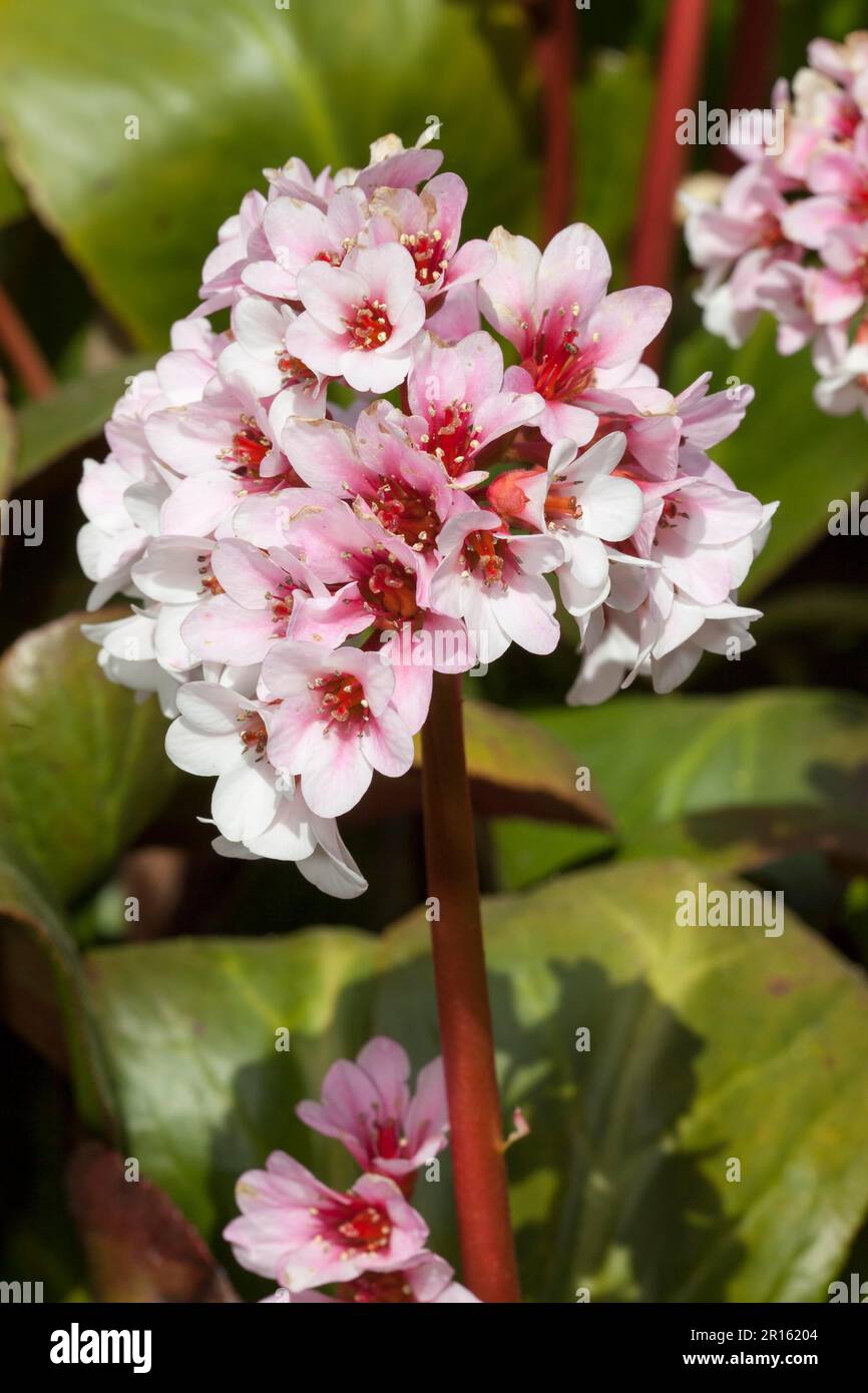 Purple himalayan saxifrage (Bergenia purpurascens) Stock Photo
