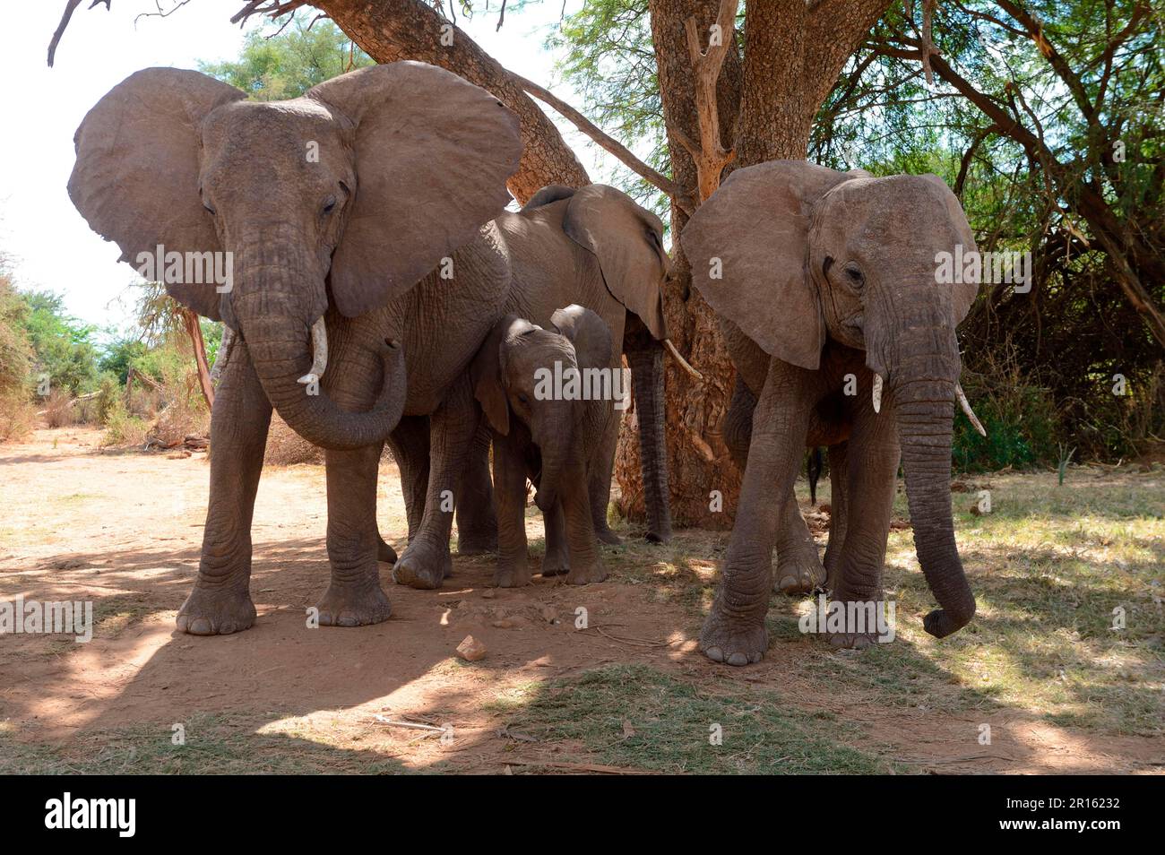 African elephant (Loxodonta africana) family group flapping ears and