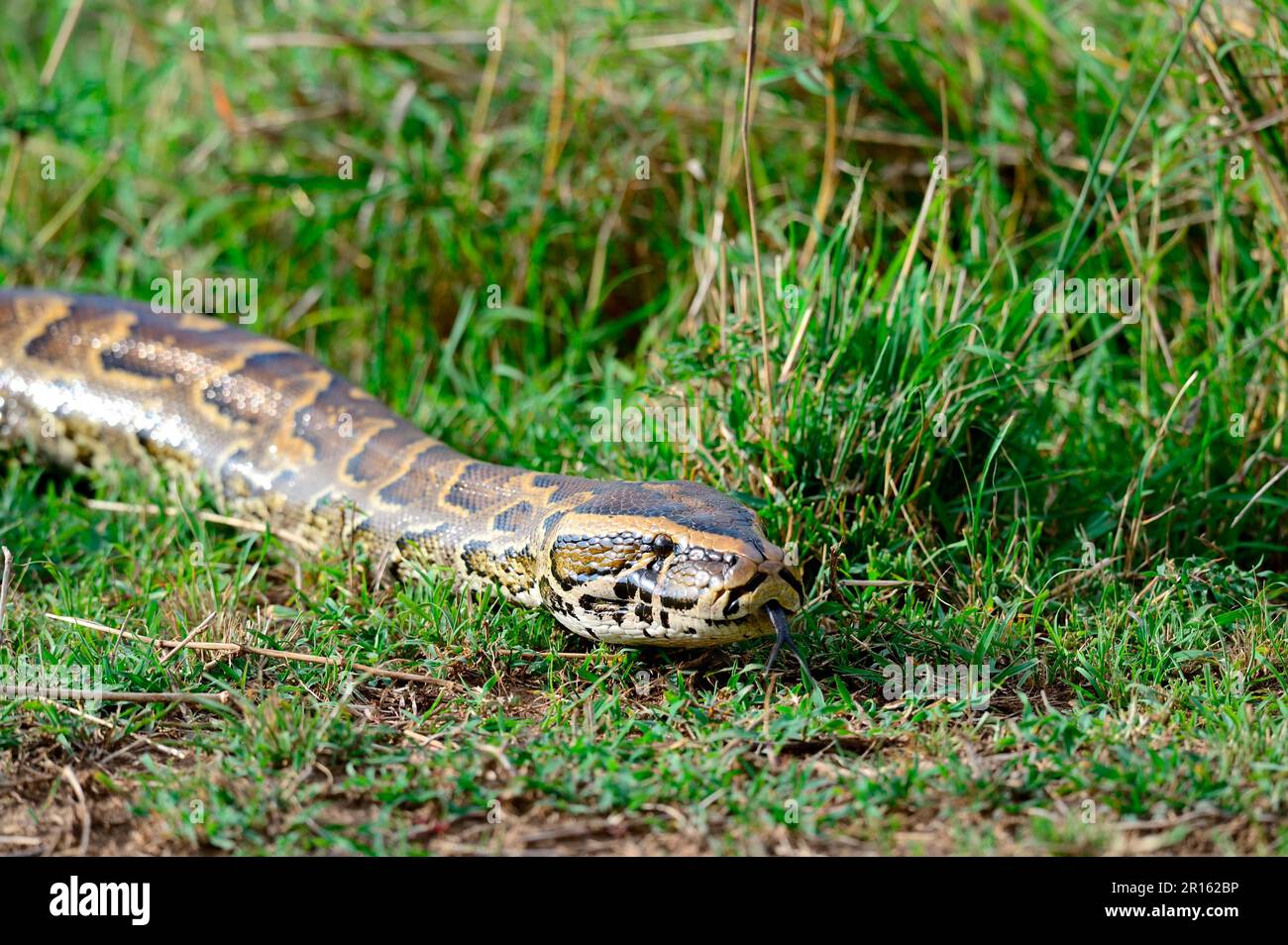 African rock python (Python sebae) srawling Masai Mara National Reserve, Kenya, Africa Stock Photo
