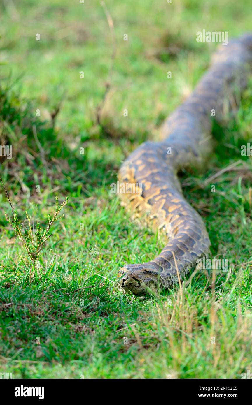 African rock python (Python sebae) srawling Masai Mara National Reserve, Kenya, Africa Stock Photo